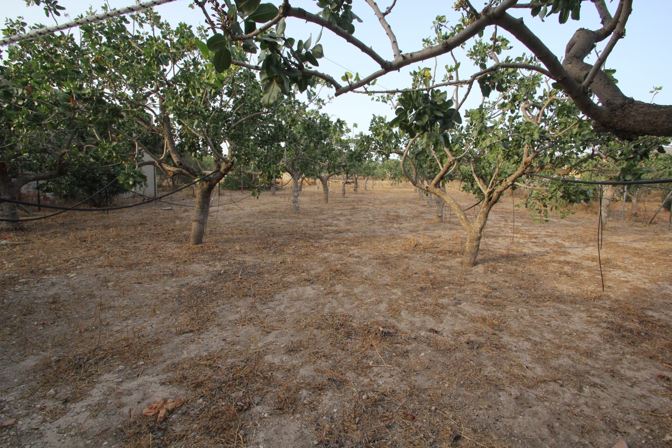 Pistachio trees in the private grove surrounding Fistiki House, Aegina